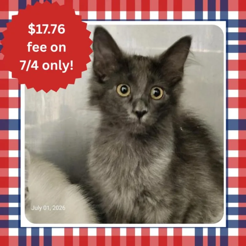 A baby small-sized female Domestic Medium Hair cat named Twin for adoption in Santa Cruz, CA