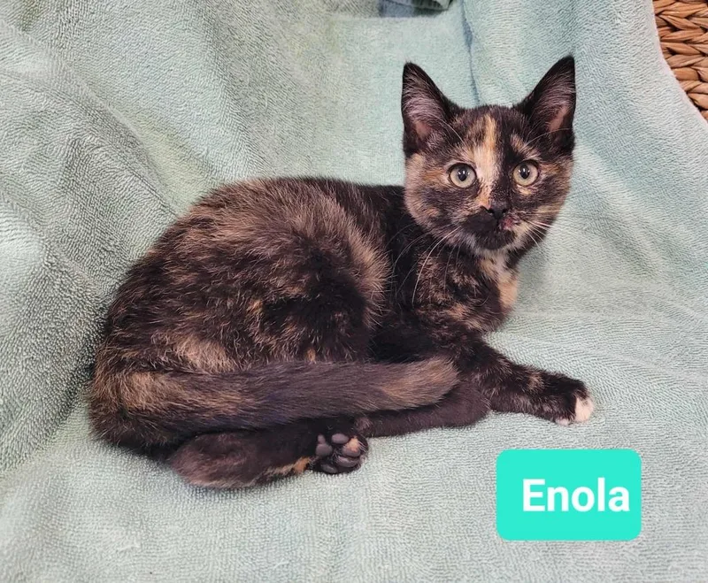 A baby small-sized female Domestic Short Hair cat named Enolasponsored for adoption in Richmond, IN