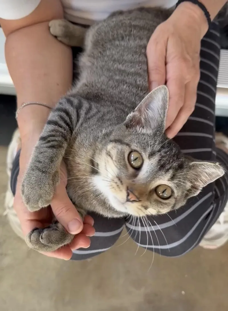 A baby medium-sized male Tabby (Brown / Chocolate) Domestic Short Hair cat named Ryder for adoption in Chicago, IL
