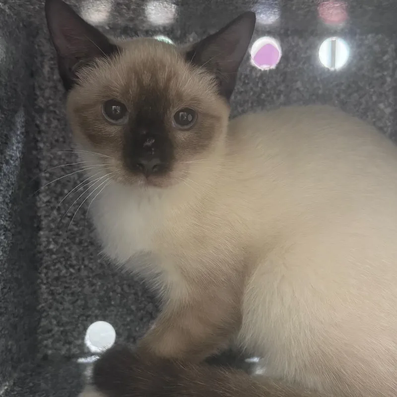 A baby small-sized female Domestic Short Hair cat named Dash for adoption in Lufkin, TX