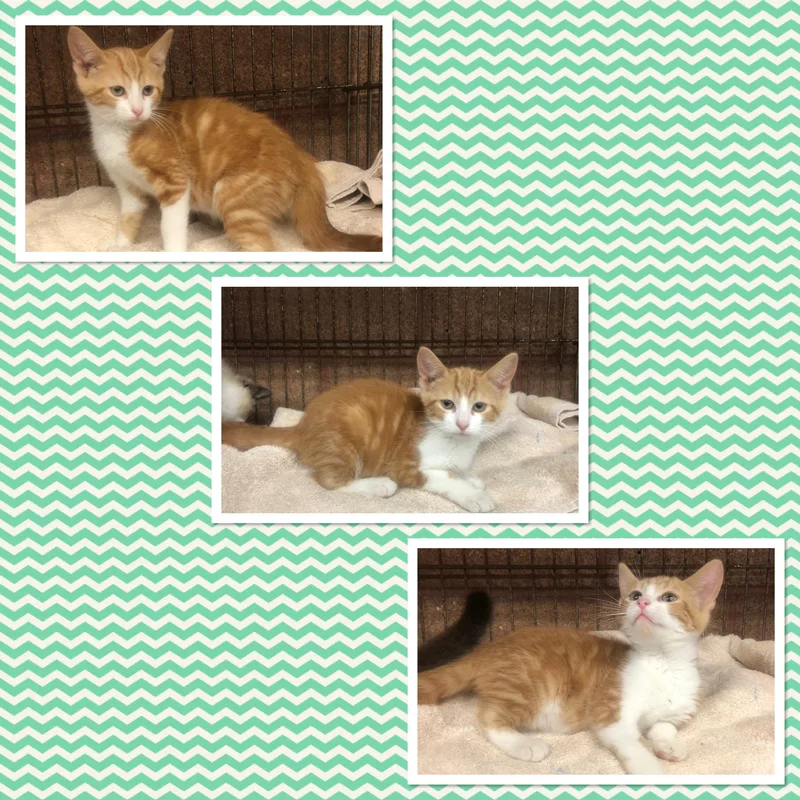 A baby small-sized female Tabby (Orange / Red) Domestic Short Hair cat named Turkey for adoption in Buckhannon, WV