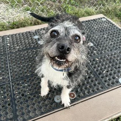 A senior medium-sized female White / Cream Mixed Breed dog named Oreo for adoption in Dubuque, IA