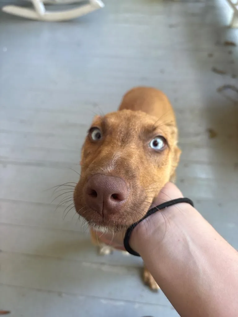 A baby medium-sized male Mixed Breed dog named Blue for adoption in Effingham, SC