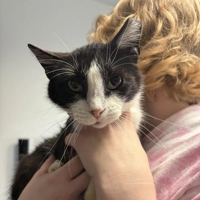 A senior medium-sized female Black Domestic Short Hair cat named Opalite for adoption in St. Paul, MN