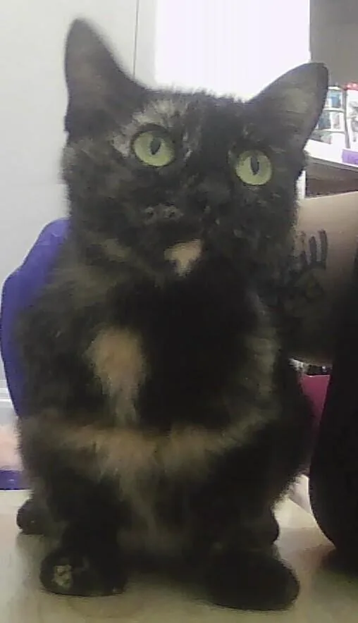 An adult medium-sized female Domestic Short Hair cat named Tiana for adoption in Anoka, MN