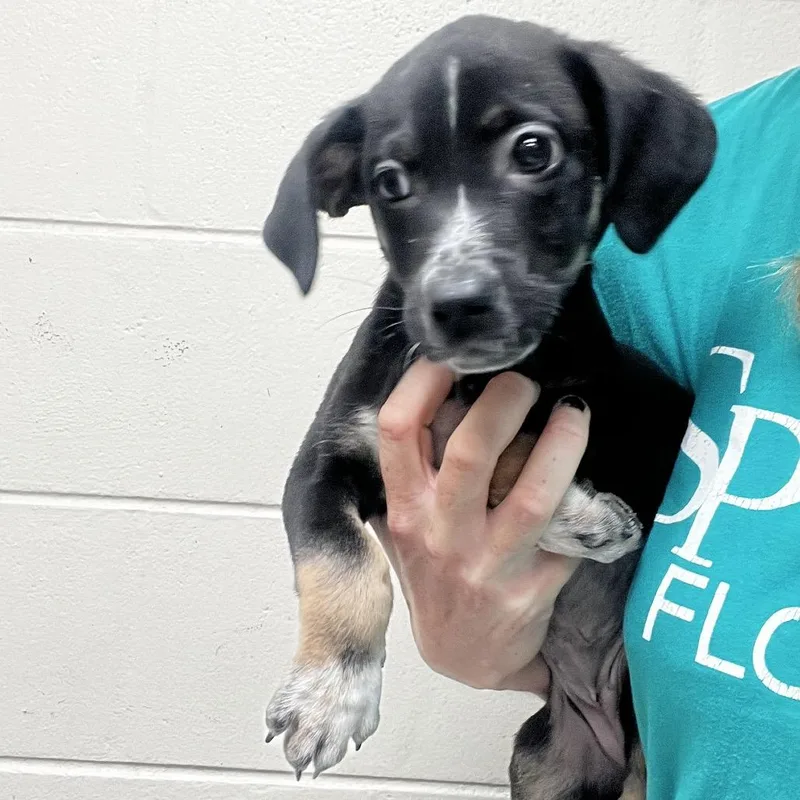 A baby small-sized female Black English Bulldog dog named Romy for adoption in Lakeland, FL