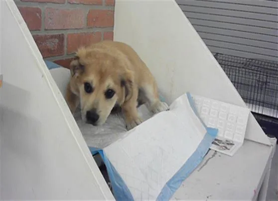 A baby small-sized female German Shepherd Dog dog named River for adoption in Houston, TX