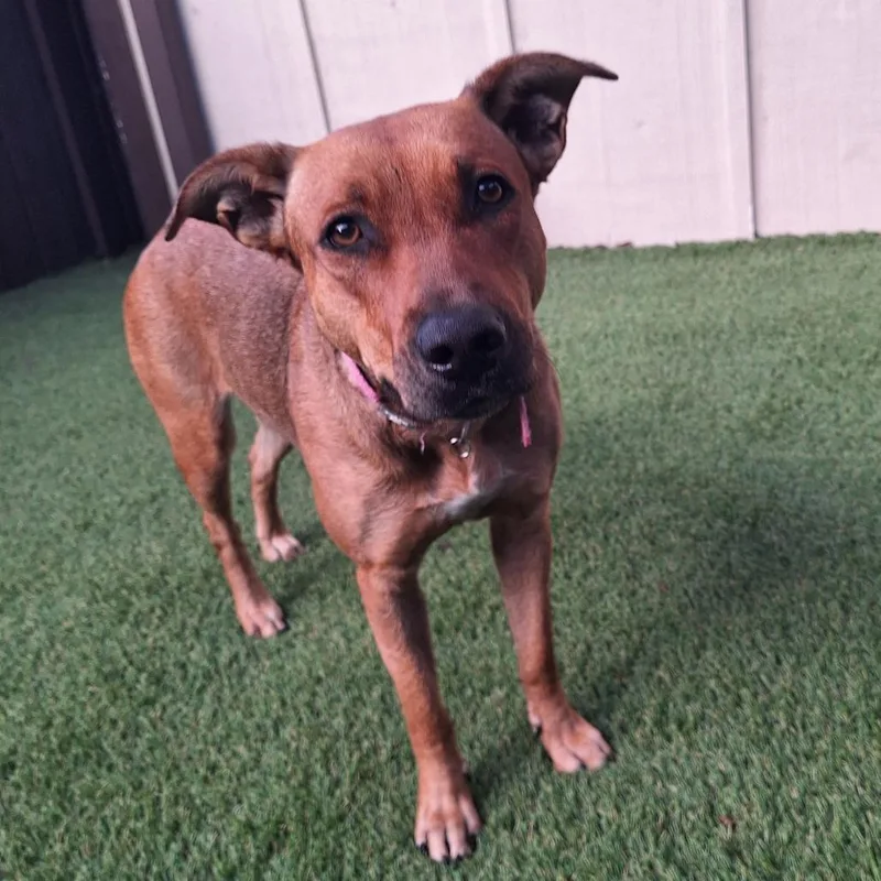 An adult medium-sized female Brown / Chocolate Mixed Breed dog named Bruna for adoption in LOXAHATCHEE, FL