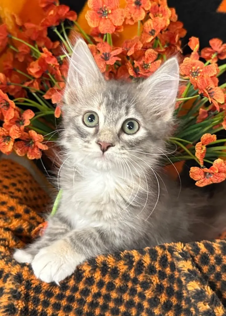 A baby small-sized female Domestic Medium Hair cat named Noodle for adoption in Stillwater, OK