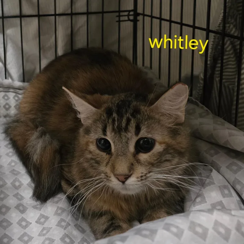 A young small-sized female Brown / Chocolate Domestic Long Hair cat named Whitley for adoption in Grantsville, UT