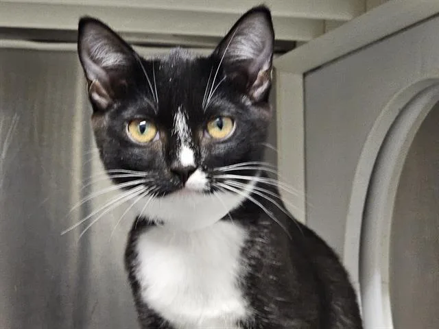 A baby small-sized female Domestic Short Hair cat named Braunwyn for adoption in Tustin, CA
