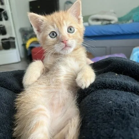Chester