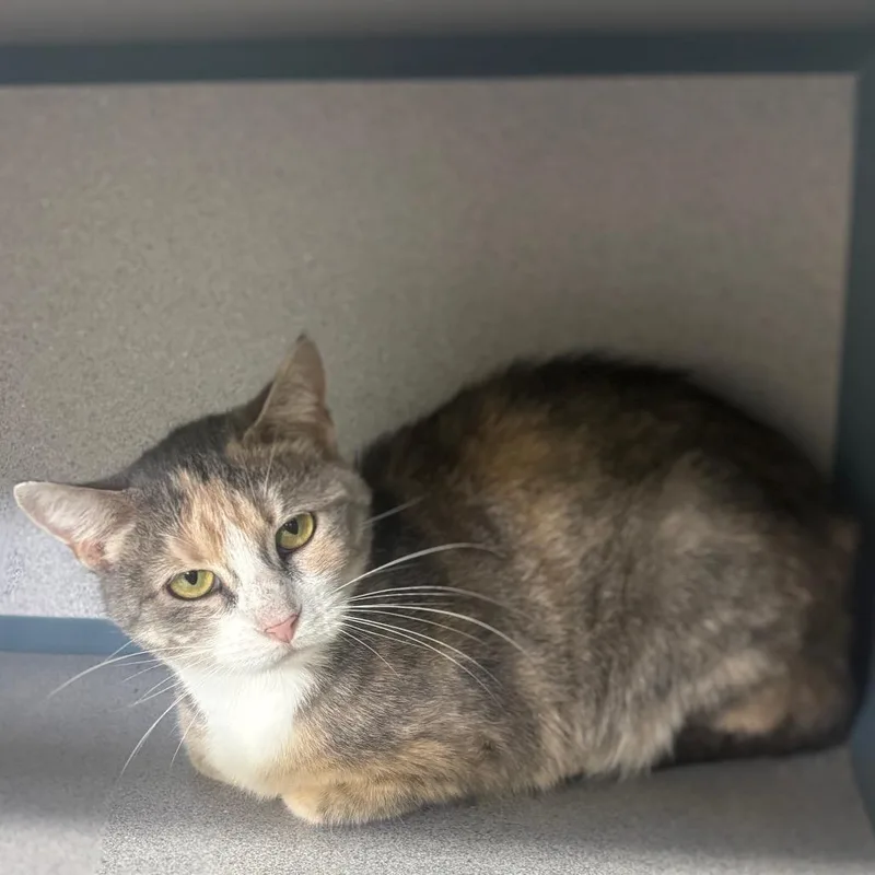 An adult medium-sized female Gray / Blue / Silver Domestic Short Hair cat named Athena for adoption in Marshalltown, IA