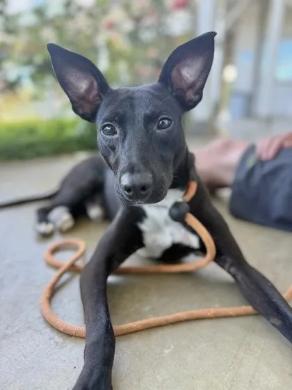 An adult medium-sized male Mixed Breed dog named Jet for adoption in Honolulu, HI