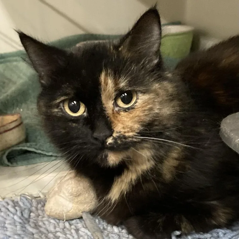 An adult small-sized female Black Domestic Short Hair cat named Tiramisu for adoption in Grand Rapids, MN