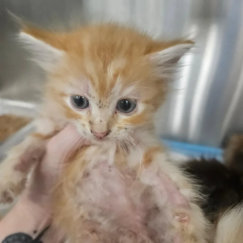 A baby small-sized male Domestic Long Hair cat named Comet for adoption in Greensboro, NC