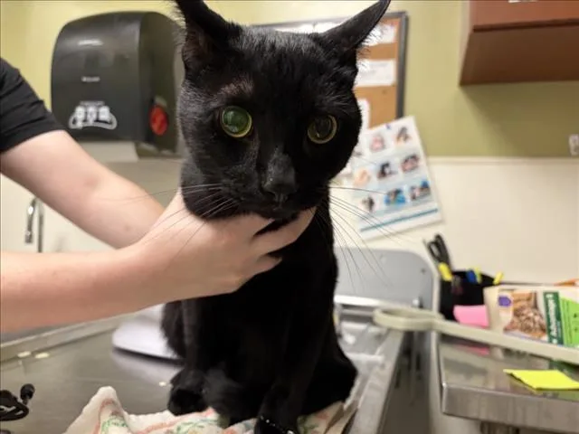 An adult medium-sized male Domestic Short Hair cat named Baz for adoption in Chapel Hill, NC