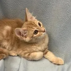 A baby medium-sized female Tabby (Orange / Red) Tabby cat named Anchovy for adoption in Green Valley, AZ