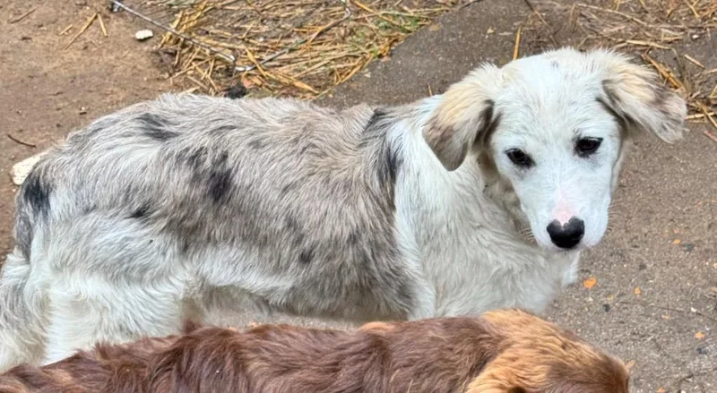 A baby medium-sized female Australian Shepherd dog named Paprika for adoption in Little Rock, AR