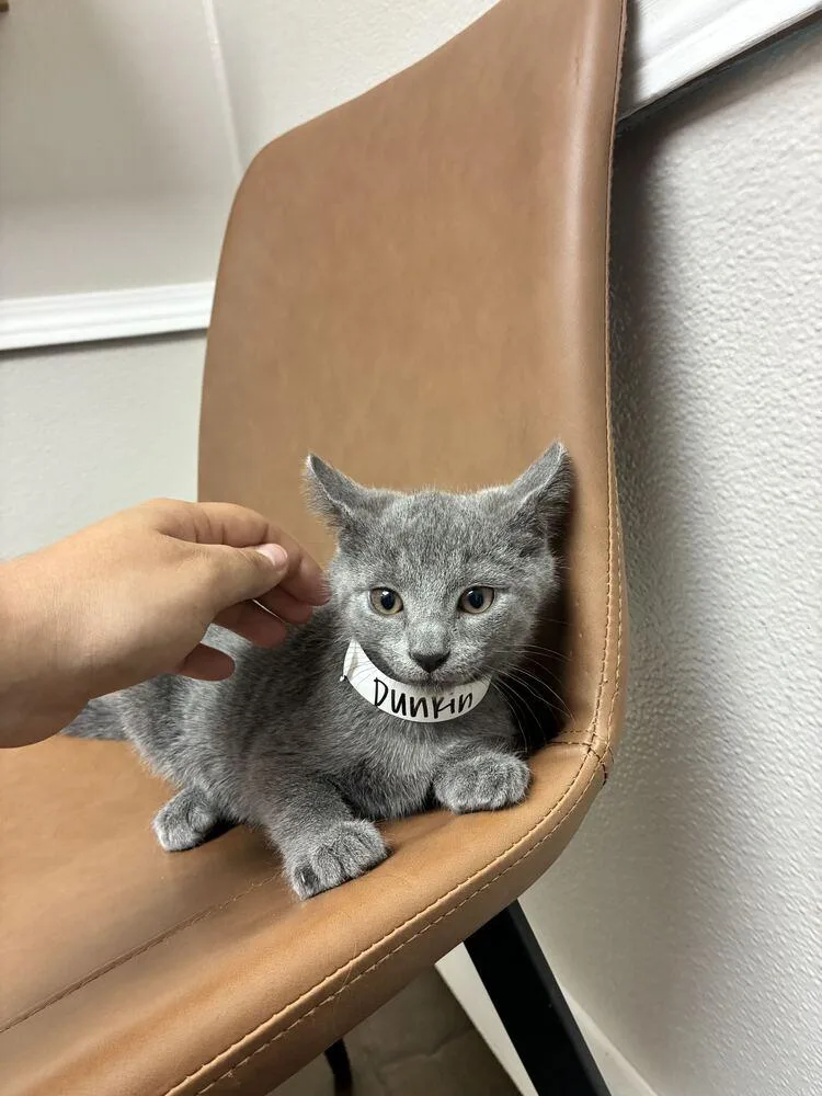 A baby small-sized female Domestic Short Hair cat named Dunkin for adoption in Marietta, GA