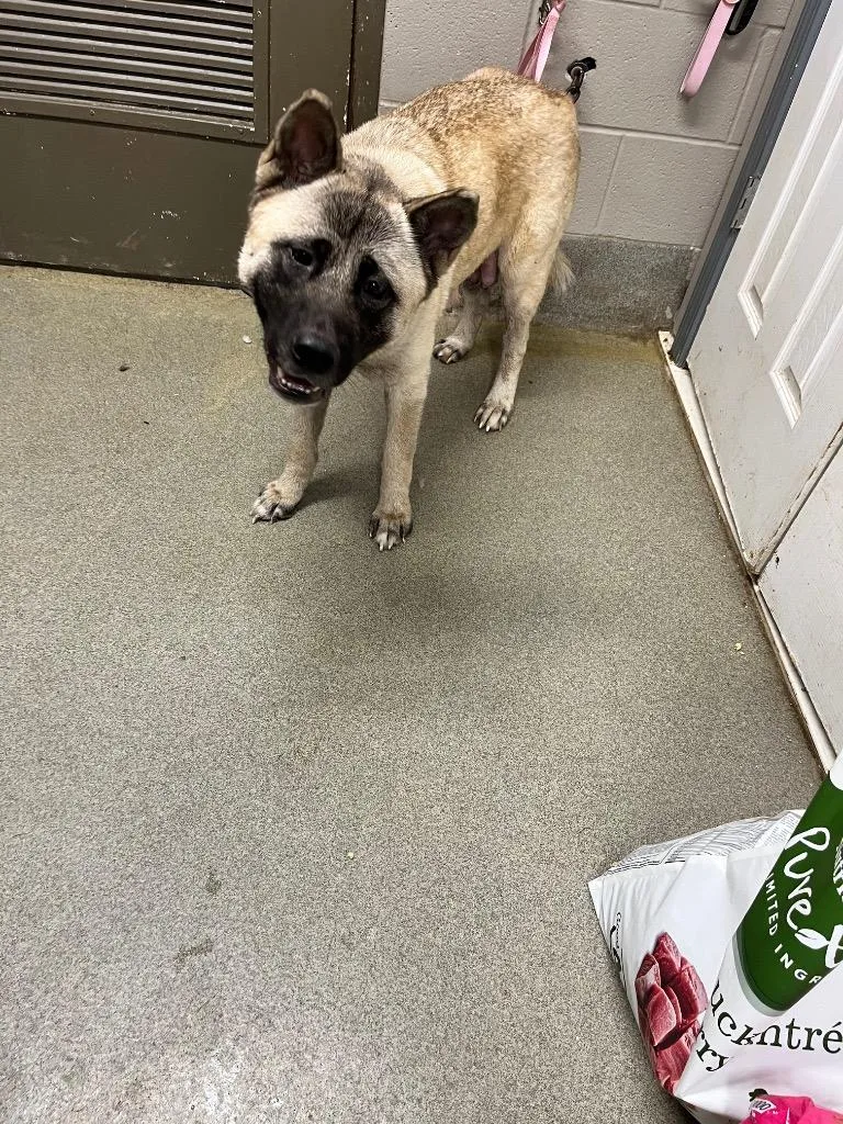 A young large-sized female Akita dog named Missy for adoption in Hopkinsville, KY