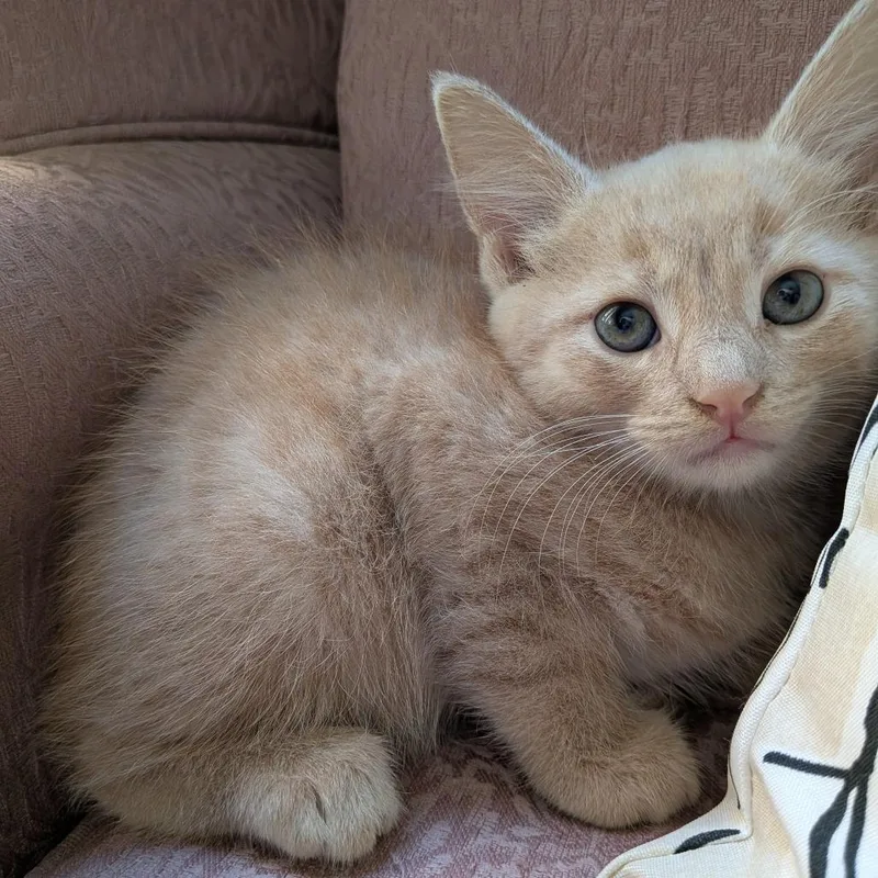A baby small-sized male Buff / Tan / Fawn Domestic Short Hair cat named Iced Dirty Chai for adoption in Fairfax, VA