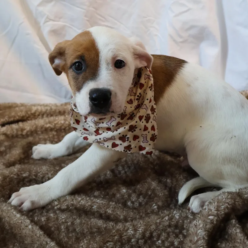 A baby small-sized male White / Cream Mixed Breed dog named Salted Caramel for adoption in Saint Charles, MO