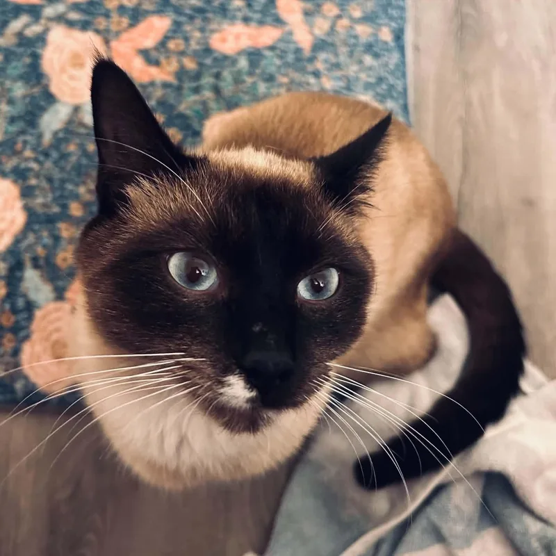 A young medium-sized male Siamese cat named Cookie Monster for adoption in Beaverton, OR