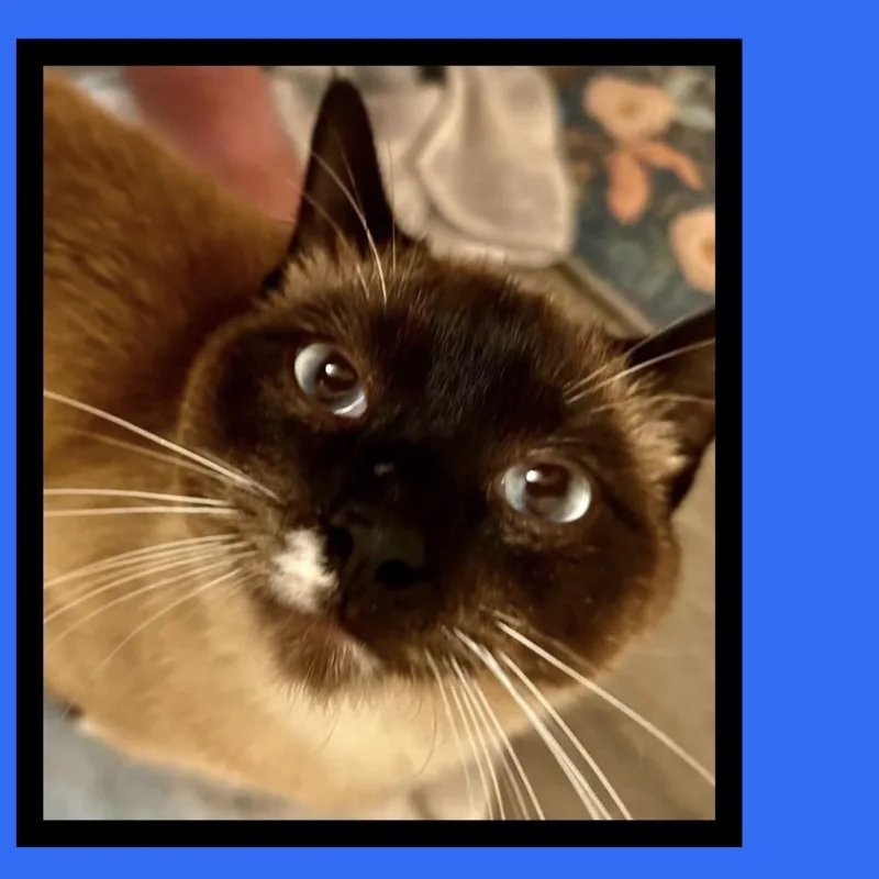 Cookie Monster thumbnail 4