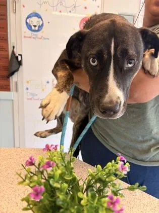 An adult medium-sized female Mixed Breed dog named Starlight for adoption in Columbus, IN