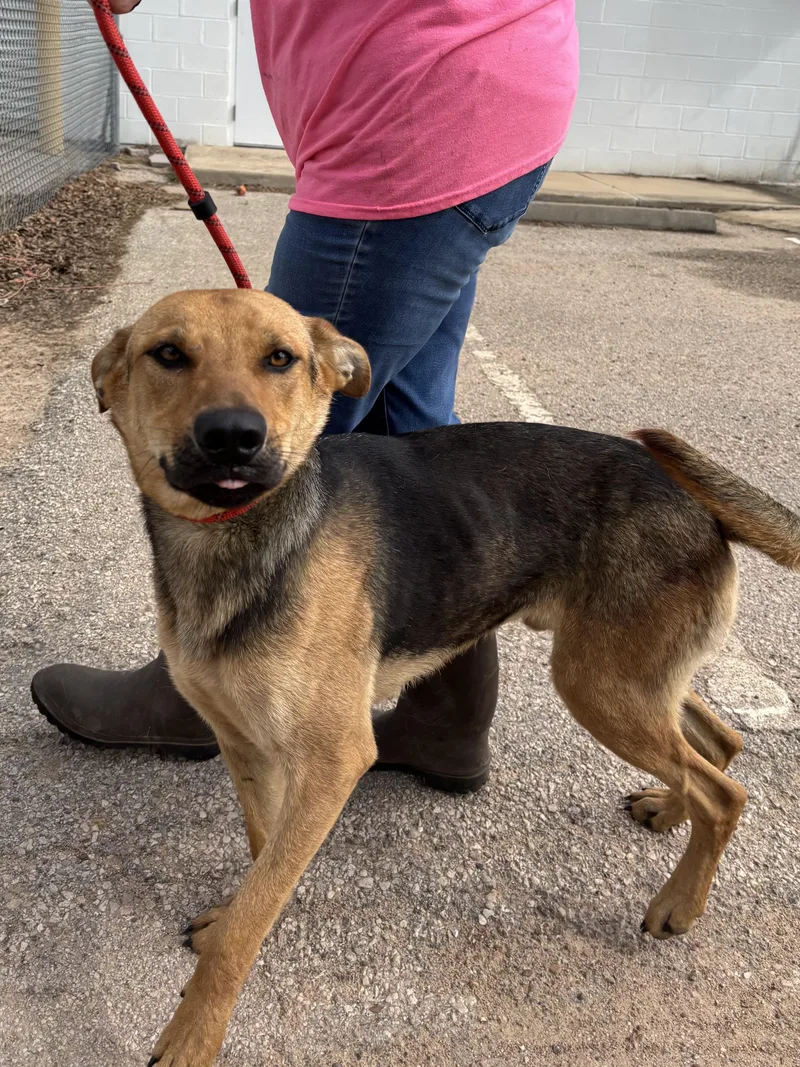 An adult medium-sized male German Shepherd Dog dog named Ryder for adoption in Houston, TX
