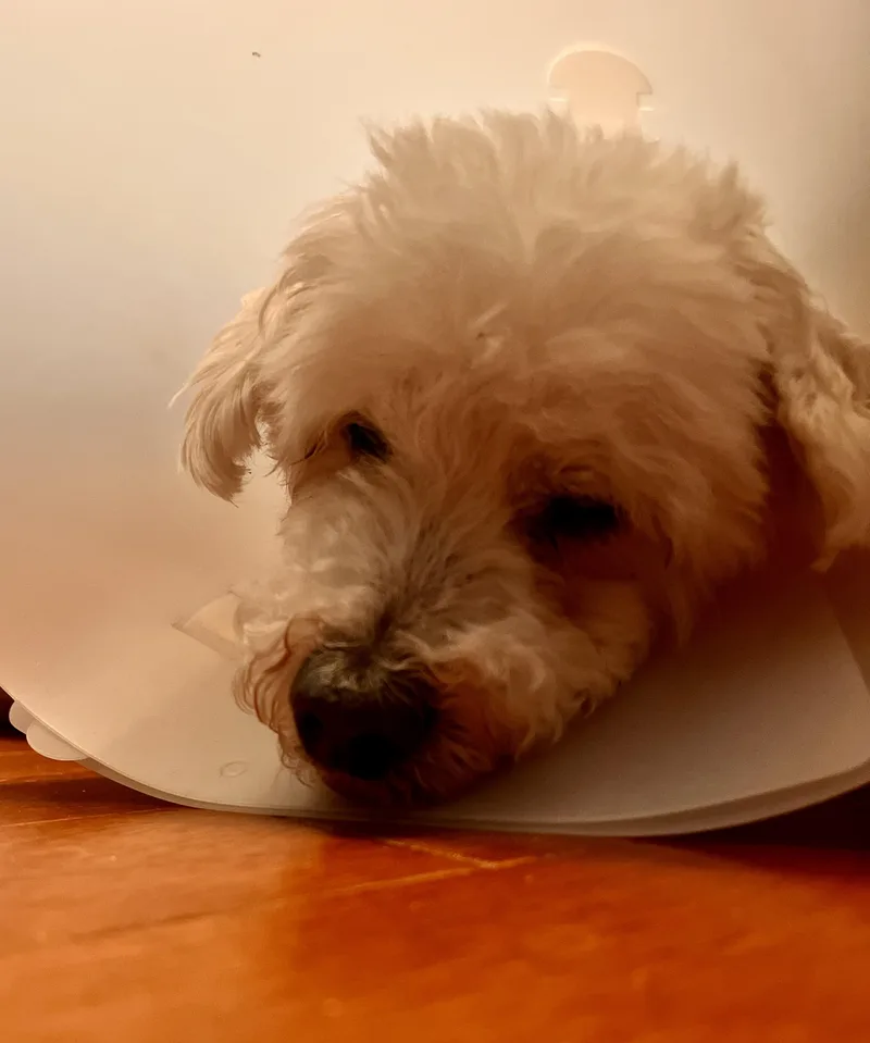 A senior small-sized male Maltese dog named Pinochhio for adoption in Troy, MI