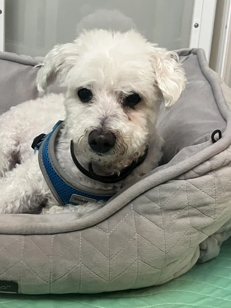 Pinochhio thumbnail 2