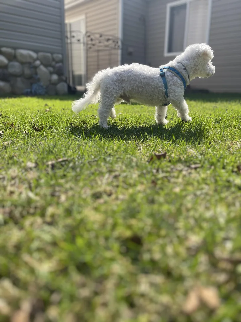 Pinochhio thumbnail 3