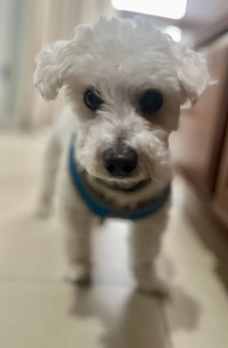 Pinochhio thumbnail 5