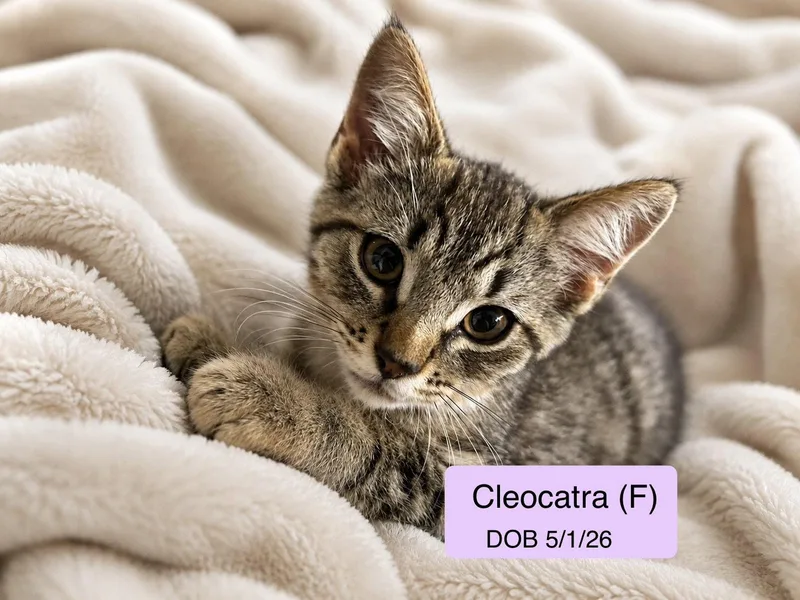 Cleocatra thumbnail 2