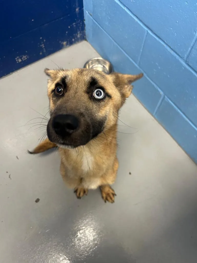 A young medium-sized male Shepherd dog named Kado for adoption in Hartsville, SC