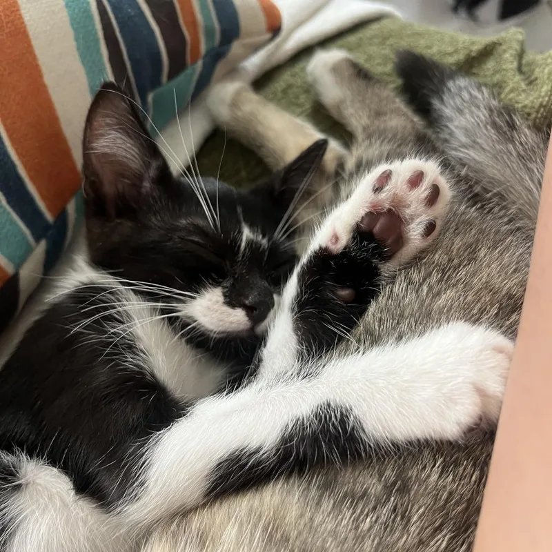 A baby small-sized female Black Domestic Short Hair cat named Kelly for adoption in West Palm Beach, FL