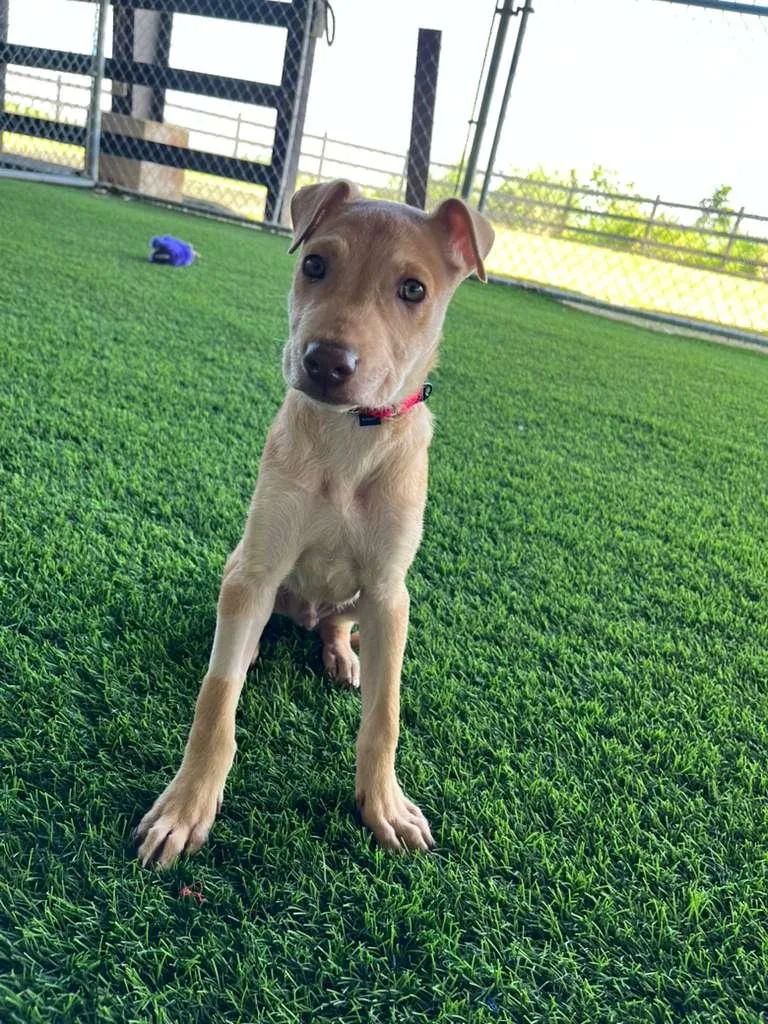 A baby medium-sized male Mixed Breed dog named Luke Skywalker for adoption in Brooklyn, NY