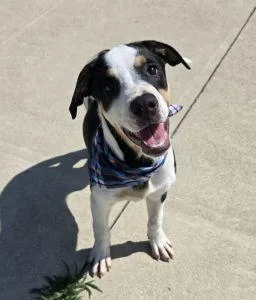 A young medium-sized male Border Collie dog named Hunter for adoption in Bucyrus, OH