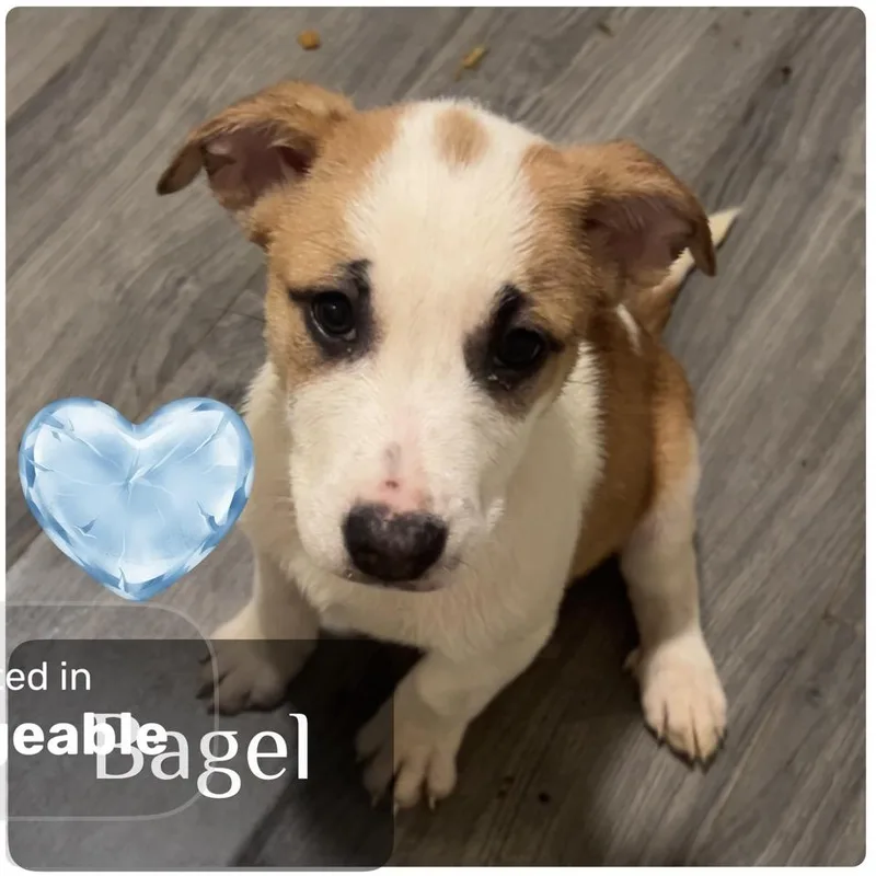 A baby medium-sized male White / Cream Alaskan Malamute dog named Bagel for adoption in Muncie, IN