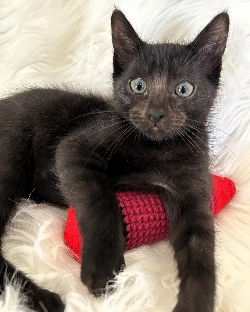 A baby medium-sized female Black Domestic Short Hair cat named Cerise for adoption in Rochester, NY