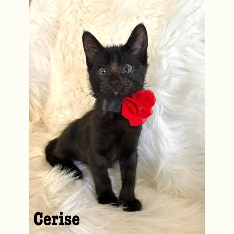 Cerise thumbnail 2