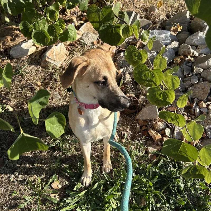 An adult medium-sized female Yellow / Tan / Blond / Fawn Labrador Retriever dog named Juliet for adoption in Springfield, MO