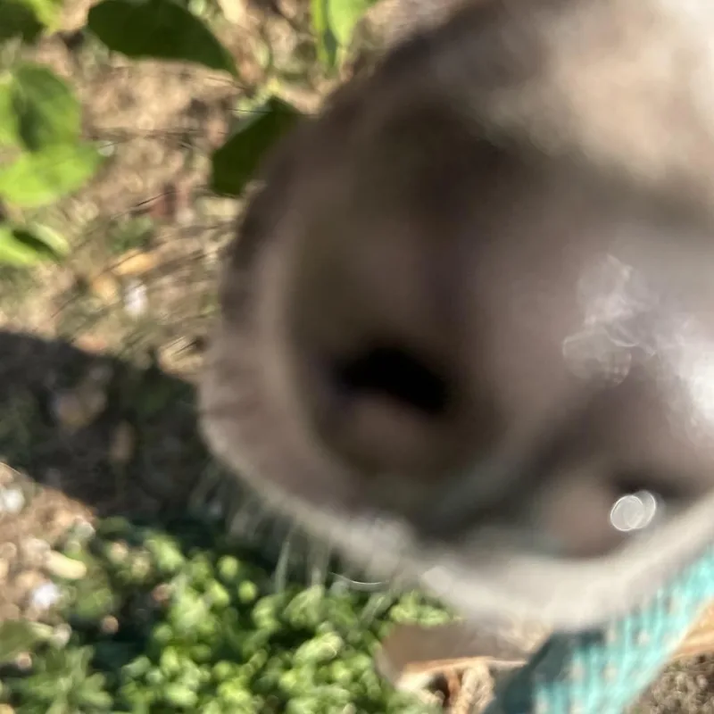 Juliet thumbnail 2