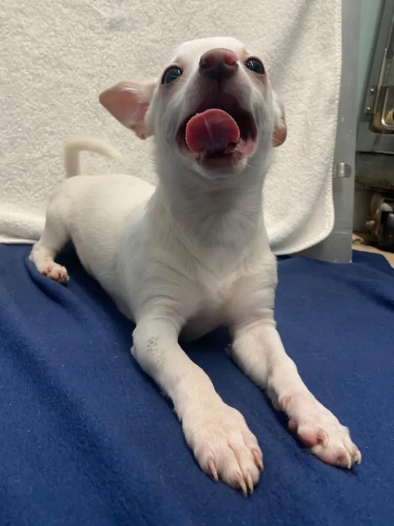 A baby small-sized male Chihuahua dog named Captain Morgan for adoption in Fall River, MA