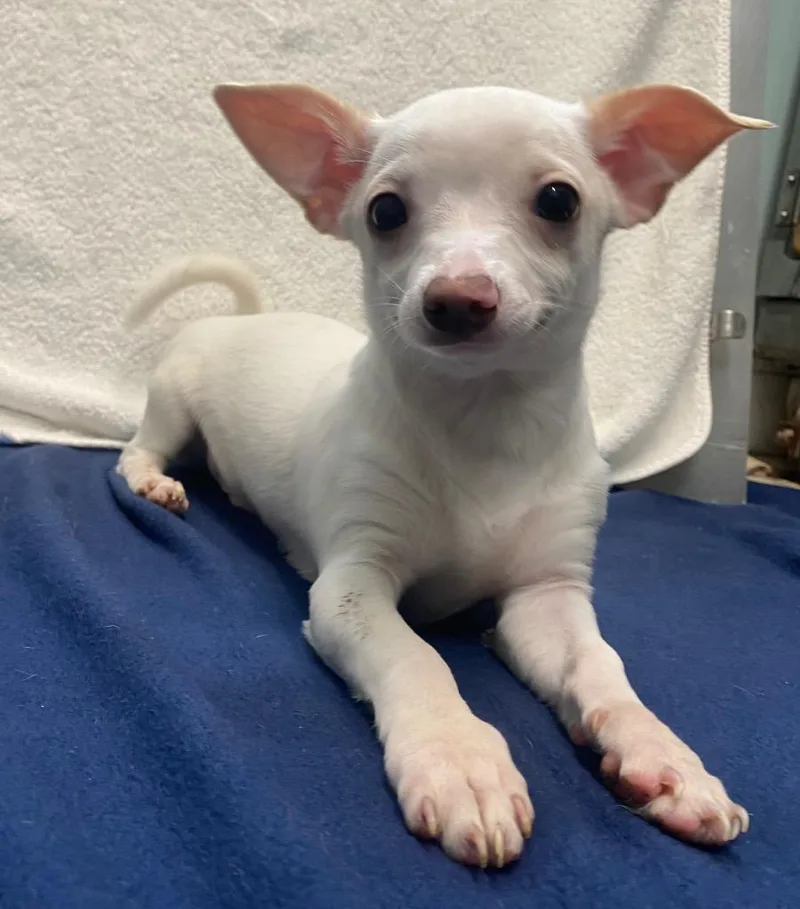 Captain Morgan thumbnail 2