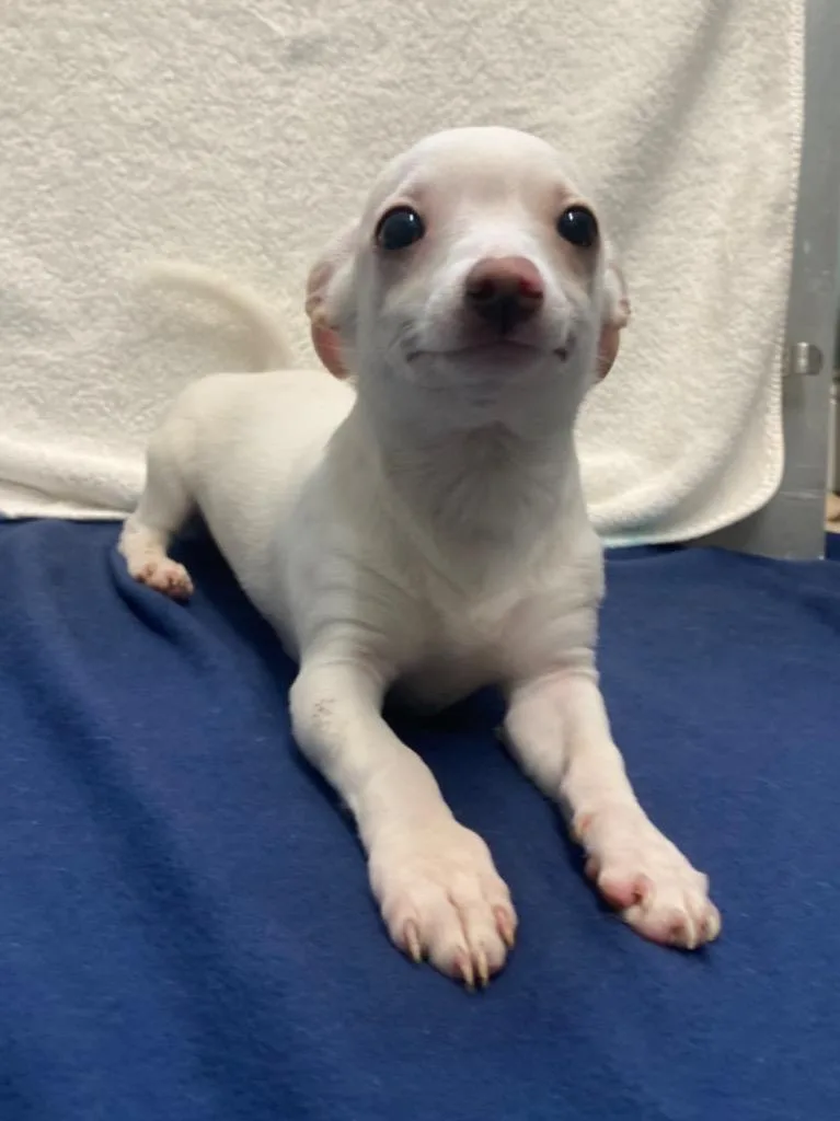 Captain Morgan thumbnail 3