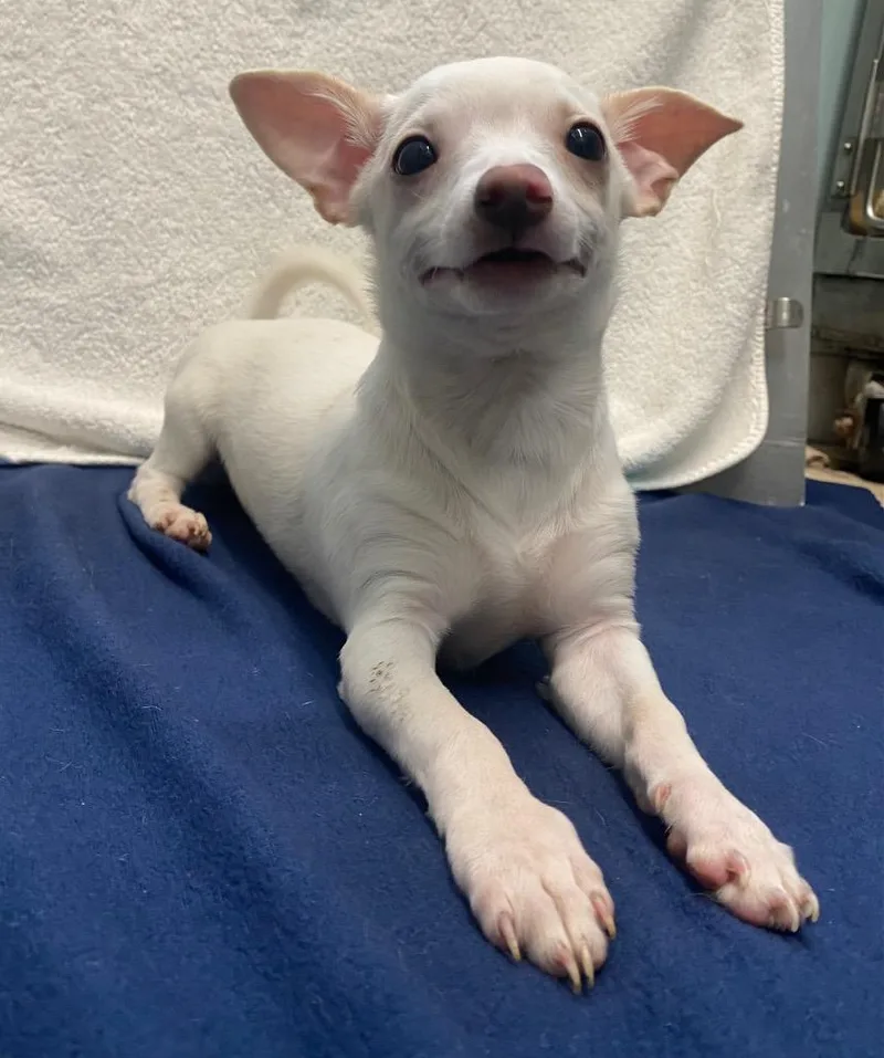 Captain Morgan thumbnail 4