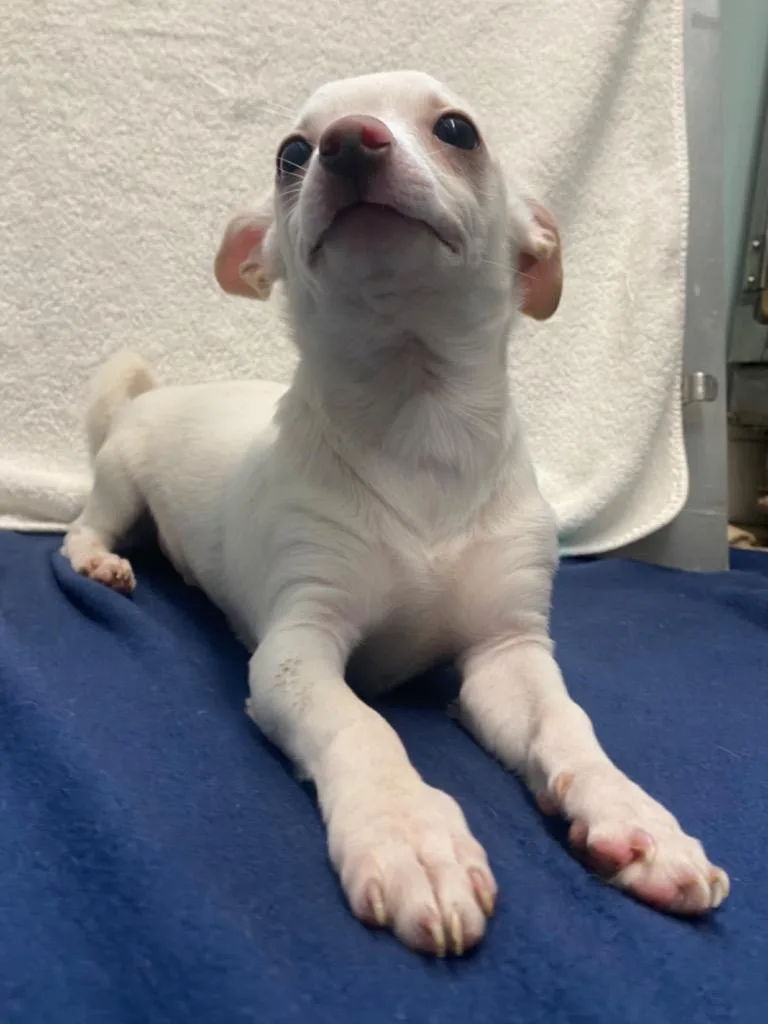 Captain Morgan thumbnail 5